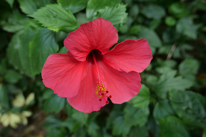 Hibisco emagrece? Xícara de chá de hibisco